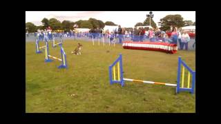 Freddy the Lurcher does gun dog skills and tricks [upl. by Portingale]