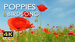 4K Poppy Meadow amp Birdsong  Relaxing Nature Sounds amp Video  UHD  Meditation Sleep Study Yoga [upl. by Aynna]