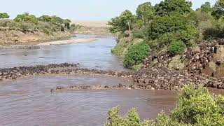 Extraordinary experience with the Wildebeest Migration Crossing Mara River [upl. by Hermon847]