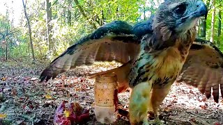 Screaming RedTailed Hawk attacking pork [upl. by Reyna]