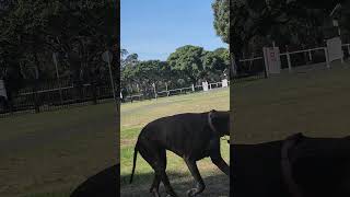 Whatout for swooping magpies attack please1k subscribe Australia sydney [upl. by Fabria]