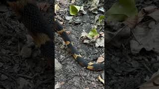 BroadBanded Water Snake Release [upl. by Eva]