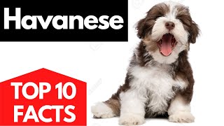 HAVANESE  Top 10 facts About The HAVANESE Dog [upl. by Shanie]