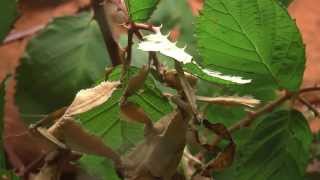 Extatosoma tiaratum  Australische Gespenstschrecke [upl. by Cesare]