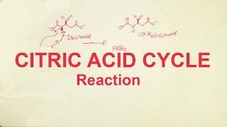 OChem Citric Acid Cycle with Arrowpushing Krebs Cycle [upl. by Gney]