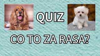 Quiz rasy psów [upl. by Abbotson]