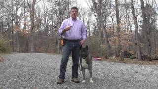 Rose  Akita Dog Training  Winston Salem NC [upl. by Layne]