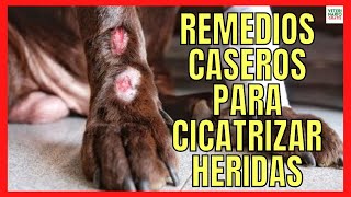 💝 REMEDIOS CASEROS PARA CICATRIZAR HERIDAS EN PERROS 💝 [upl. by Tiana]