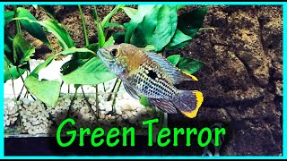 GREEN TERROR Fish Profile [upl. by Whipple660]