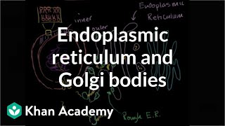 Endoplasmic reticulum and Golgi bodies  Biology  Khan Academy [upl. by Pardew177]