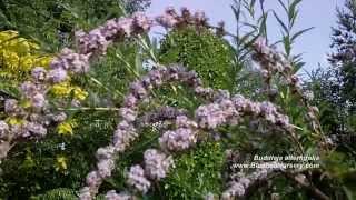 Buddleja alternifolia Weeping Butterfly Bush [upl. by Ellan]