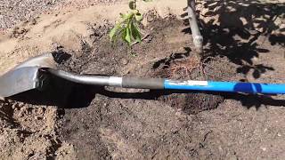 How I plant a peach tree in the desert and get it huge [upl. by Dupuy]