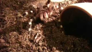 Acanthoscurria geniculata in threat posequotFlickerquot [upl. by Noman]