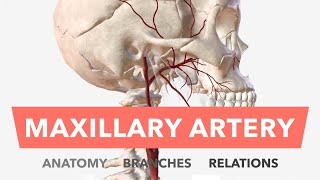 Maxillary Artery  Anatomy Branches amp Relations  Mnemonic [upl. by Ecad58]