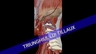 Anatomie  Triunghiul lui Tillaux [upl. by Sidra]