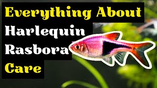 The Complete Guide To Harlequin Rasbora Care Harlequin Rasbora Breeding and Tank Mates [upl. by Belicia]