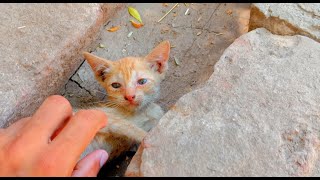 Baby catlovely videofunny video Cute cats videosweet cat [upl. by Cleres]