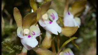 Orchid Hunters Australia  Sarcochilus search [upl. by Ahsena51]