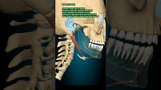 Digastric Muscle humananatomy mbbs humanbody humananatomyandphysiology [upl. by Anauqaj55]