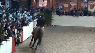 ♂ Chacco Blue jumping stallion Mecklenburg by Chambertin [upl. by Dickens]