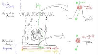 Absorption des nutriments par les entérocytes [upl. by Fleur]