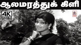 Aala Marathu Kili Song சங்கர்கணேஷ் இசையில் வாணிஜெயராம் பாடிய தெம்மாங்கு பாடல் ஆலமரத்து கிளி [upl. by Jarad]