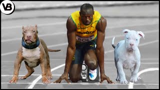 These Dogs Can Run Faster Than Usain Bolt [upl. by Idonna]