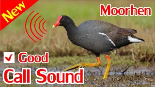 Moorhen Sounds Swamp Hen Sound Mp3 [upl. by Jt657]