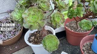 233 AEONIUM RESCATE SUCULENTAS [upl. by Bullis]