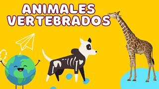 Animales Vertebrados para niños  Videos educativos [upl. by Lasser]