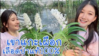 เอื้องเขาแกะเผือก เลือดป่าแท้ 100 Rhynchostylis coelestis Alba By Bankluymai Orchids [upl. by Gabriell]