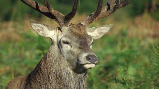 Richmond Park stag [upl. by Ender]