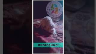 Our Breeding Client Mating Time pet cat catlover cats catvideos kitten kittens shorts [upl. by Alphonsine]