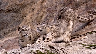 Snow Leopard Cub Learns From Its Mother  Snow Leopard Beyond the Myth  BBC Earth [upl. by Cris803]