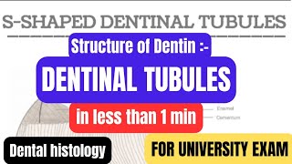 Structure of Dentindentinal tubulesDentinin1minproff examDental histologyBDSDentoTuber [upl. by Audsley]