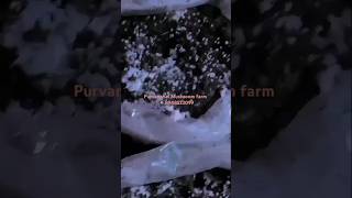 Button Mushroom mycelium running very well in Compost mushroom farming purvanchalmushroom song [upl. by Fanechka]