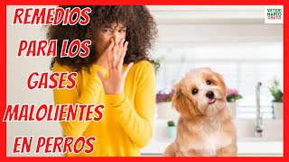 REMEDIOS CASEROS PARA LOS GASES MALOLIENTES EN PERROS 🐶 CAUSAS Y SÍNTOMAS [upl. by Hluchy]