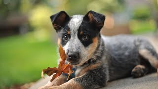 Mental Stimulation for Australian Shepherds Benefits of Puzzle Games [upl. by Close]