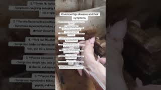 Common Pigs Diseases and their Symptoms [upl. by Josh]