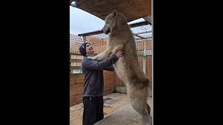 A large polar wolf the largest wolf you will ever see wolf animals [upl. by Amikat]