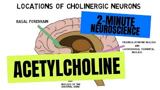 2Minute Neuroscience Acetylcholine [upl. by Dawson]