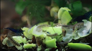 Aquatic Isopods amp Neocaridina Eat Breakfast wrelaxing music [upl. by Calla]