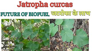 Jatropha curcas  Taxonomic description and uses  Future Prospective for Biodiesel [upl. by Adnuahsor]