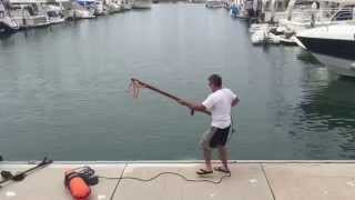 Tuna speared from dock in harbor [upl. by Tully]