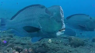 BüffelkopfPapageifische  Bumphead Parrotfish  Tulamben Bali [upl. by Carolann]