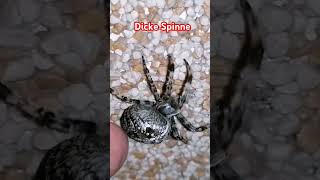 Dicke Spinne [upl. by Noemi63]