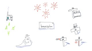 Immunsystem BLymphozyten TLymphozyten und die Immunabwehrreaktion [upl. by Nohj]