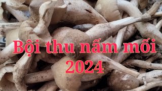 BỘI THU NẤM MỐI TẠI CÂY TRƯỜNG 2024 [upl. by Chaim]