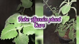 fake ajwain plant care [upl. by Jasmine54]