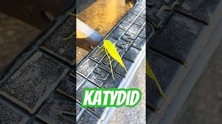 Katydid Katydid Leafbug Insects Bugs LongHornedGrasshopper [upl. by Graehme462]